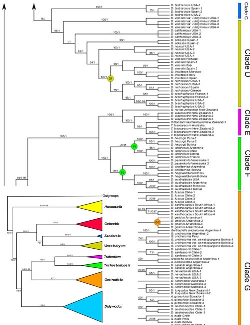 A multilocus phylogeny of the moss genus Didymodon and allied genera (Pottiaceae): Generic delimitations and their implications for systematics