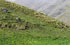 Tucum�n: Taf� del Valle, pr. El Infiernillo, 26�44'25''S 65�45'33''W, 2975 m.