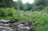 C�rdoba: r�o Ceballos, pr. La Quebrada, 31�08'54''S 64�21'26''W, 840 m.