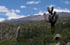 Catamarca: pr. Mina Capillita, 27�18'49''S 66�21'32''W, 2730 m.