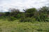 Tucum�n: Trancas, pr. Ticucho, 26�36'50''S 65�13'25''W, 770 m.