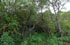 Tucum�n: Burruyacu, ceca del r�o del Nio, 26�26'50''S 65�01'58''W, 1135 m.