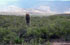 Mendoza: Luj�n de Cuyo, pr. Potrerillos, 32�59'11''S 69�14'56''W, 1650 m.