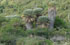C�rdoba: Las Chacras, 31�21'30''S 64�57'27''W, 1336 m.
