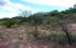 San Luis: Departamento Ayacucho, pr. Santa Rosa de Cantantal, 32�22'53''S 66�59'38''W, 700 m.