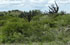 Santiago del Estero: pr. Villa Ojo de Agua, Sierra de Sumampa, 29�27'49''S 63�38'29''W, 520 m.