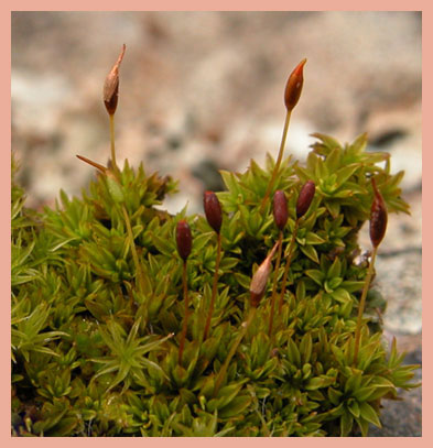 Pottiaceae