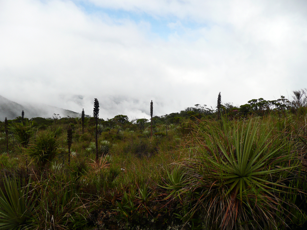  Trujillo: Monumento Natural pico Guirigay, Loma La Cava, 09º02'01''N 70º30'52''W, 3290 m.